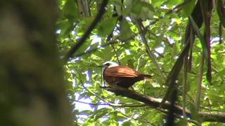 Threewattled Bellbird [upl. by Cerelly840]