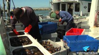 020611 Le Homard des Îles de la Madeleine [upl. by Marola155]