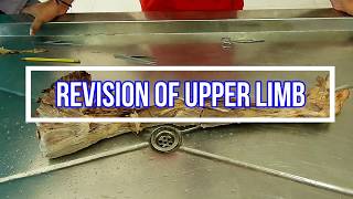 Revision of Upper Limb [upl. by Magnolia]