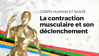 eSVT La contraction musculaire et son déclenchement [upl. by Jenne815]