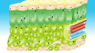 Animation 91 The structure of the leaf [upl. by Nerred394]