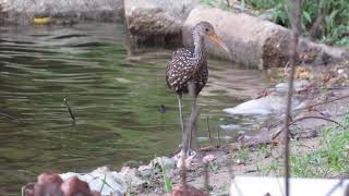 Illinois Limpkin [upl. by Dowlen]