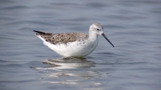 Marsh Sandpiper Tringa stagnatilis [upl. by Mclaurin]