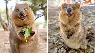 Quokka 🐿 The Happiest Animal on Earth [upl. by Quartana422]