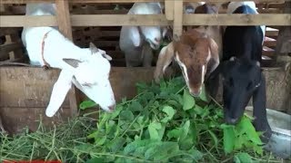 Goats eating leaves [upl. by Noiroc124]