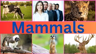 Mammals  Mammals for Kids  Fun and Educational Mammals for Kids [upl. by Ynohtn888]