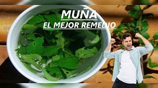 Los Mejores Beneficios De La Muña  La muña para que es bueno [upl. by Pierro99]