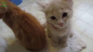 Chatons Mignons Qui Miaule COMPILATION [upl. by Jason]