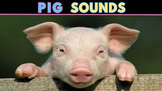 Pig Sounds  Squeaking amp Oinking  Learn The Sound A Pig Makes [upl. by Alyat687]