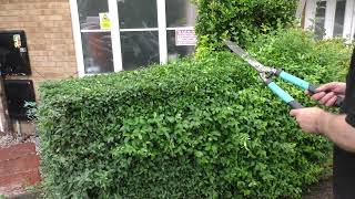 Cutting Privet Hedge ASMR How to trim like a boss Tangobaldy™ [upl. by Uhp]