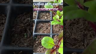 SEMBRAR EN SEMILLERO DE FORMA ESCALONADA huertaecologica plantas huertaorganica [upl. by Edy]