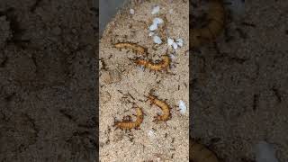 Pheidole indica  BigHeadedAnts  ants viralvideo antkeeping pheidole hormigueros ameisen [upl. by Roldan]