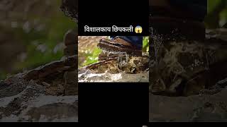 Journey to mysterious island animals amazingfacts snake knowledge hollywood movie 007 lizard [upl. by Enaxor]