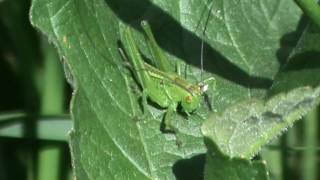 Sauterelle verte en Bretagne [upl. by Gnilhsa415]