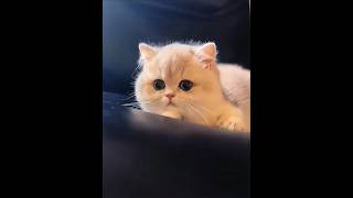 Funny Cat Video 📷📸🥰 shorts short viralshorts [upl. by Aisital]