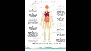 Human Body General Knowledge gk humanbody shortsvideo [upl. by Laveen]