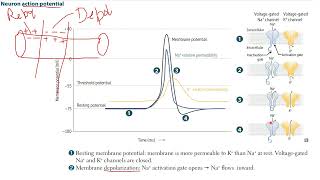 FIRST AID  STEP 1 Neuron Action Potential amp Neuron Receptors [upl. by Hera267]