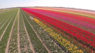 Stunning Aerial Video of Dutch Tulip Fields  Tulips Fields in Holland [upl. by Nnaarat819]