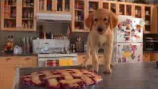 Choooo Cute  Funny scene  Air buddies puppies rock [upl. by Anam]