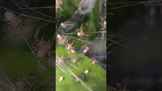 Tiger slings arachnid spiderlings tiger wandering spider cupiennius shorts [upl. by Ibson991]