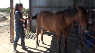 15Sec Quadriceps Strengthening Exercise For Horses [upl. by Freed]