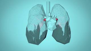 WHO Breathe Life  How air pollution impacts your body [upl. by Dougal]