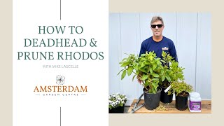 How to Deadhead amp Prune Rhododendrons [upl. by Akinahs134]