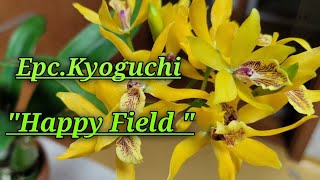 Epc Kyoguchi Happy Field HCCAOSОписание и уход [upl. by Imalda]