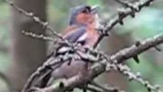 Chaffinch Song [upl. by Goar]