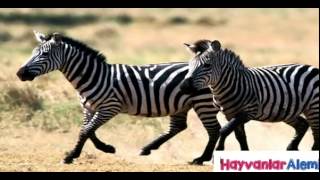 Zebra Sounds Mating Romantic Momen  Animals Sound Matin [upl. by Paley965]