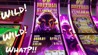 Wild Wild Buffalo by Super Grand Slots at Coushatta Casino in Kinder Louisiana [upl. by Noiraa]