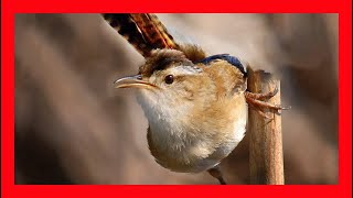 Marsh Wren Song Marsh Wren Call Marsh Wren  Cucarachero Pantanero Canto  Cistothorus Palustris [upl. by Lisette]