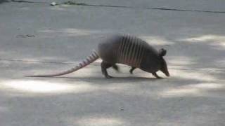 Briskly Walking 9Banded ARMADILLO of North Texas [upl. by Ardeth119]