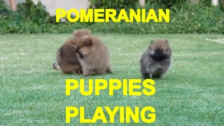 POMERANIAN PUPPIES PLAYING 1  ACER [upl. by Naliorf225]