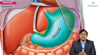 Anatomy of Stomach  Location Relations Arterial supply Venour drainage Nerve supply Embryology [upl. by Lilli462]