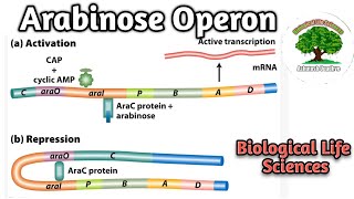 Arabinose Operon [upl. by Oidiple]