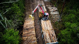 A good day for loading dried out spruce [upl. by Terb]