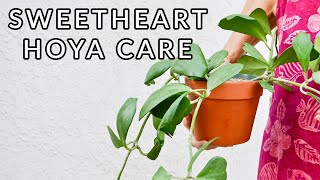 SWEETHEART HOYA HOW TO CARE FOR A HOYA KERRII  JoyUsGarden [upl. by Yeltihw864]