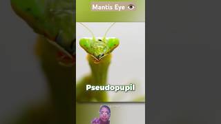 Mantis ki ankhon ki jaadoo 🪄 ✨ facts viralvideo ytshorts yt insect shorts [upl. by Yliab598]