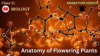 CBSE Class 11  Biology  Anatomy of Flowering Plants  Animation  in English [upl. by Cedell]