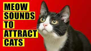 Meows to ATTRACT Cats Meow Sounds to Attract Cats Cats Meowing Sound Effects Kitten Sounds [upl. by Zinck]