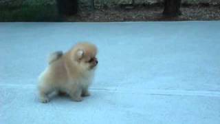 AKC Pomeranian Puppy  Benjamin at 8 weeks old [upl. by Emirak608]