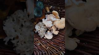 Le pied de mouton mushroom PiedDeMouton champignons apprendresuryoutube funfacts fungiworld [upl. by Frydman323]