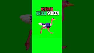 Ostrich running green screen [upl. by Sianna]