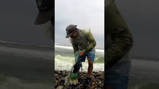 ¡Suerte del Pescador Atrapa un Gigantesco Pez Plano Usando Solo su Atarraya [upl. by Kram]