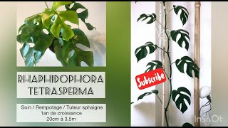 MONSTERA MINIMA 35 m ou RHAPHIDOPHORA TETRASPERMA  soins rempotage amp tuteur sphaigne [upl. by Adnilemre]