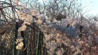 Spaziergang am Auweg und Auberg Bruchsal [upl. by Attiuqihc396]