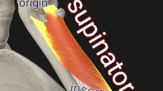 Supinator muscleOI [upl. by Misab53]