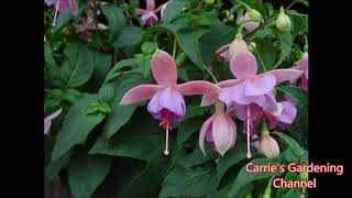 How to successfully grow Fuchsias [upl. by Beutler]