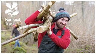 Did you know the UK has rainforests Explore Borrowdale in the Lake District with the National Trust [upl. by Maximilien]